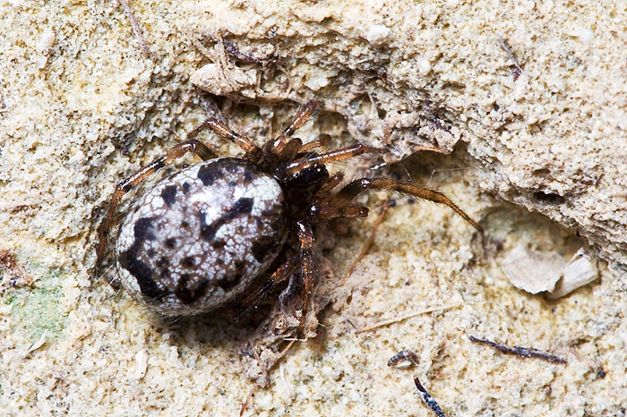 Enoplognatha sp.